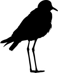 Silhouette of a Blacksmith Lapwing on the ground - digitally hand drawn vector silhouette, black isolated on white background