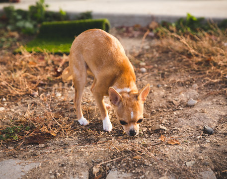Small Orange Dog Sniffing Patch of Dirt