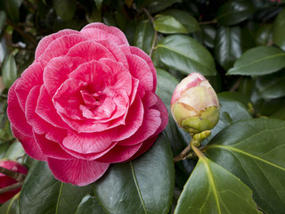 Kamelienblüte und Knospe
