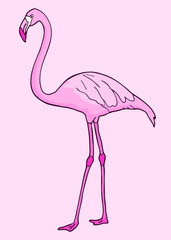 Flamingo illustration