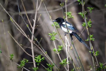 Magpie
