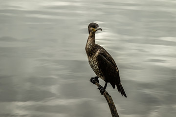 National trust lake.