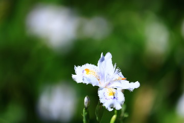 Iris japonica