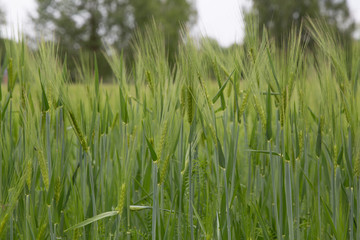 Green field ear part of stems cereal grass plant lawn garden agriculture