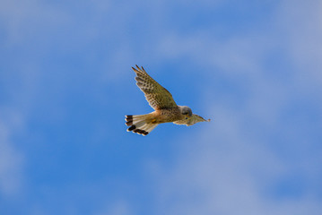 Common Kestrel, hawk flying in blue sky, bird 