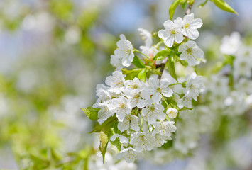 Cherry tree blossom close-up.  White cherry flower on natural green and blue background.