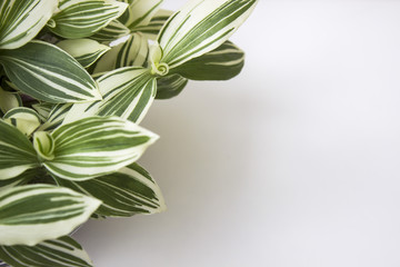 Striped leaves on white background