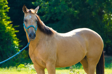 Naklejka premium looking Horse