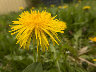 Die schönen gelben Blüten des Löwenzahns