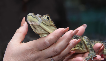 Crocodile hand