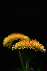 Two yellow dandelion flowers Taraxacum Officinale on dark background