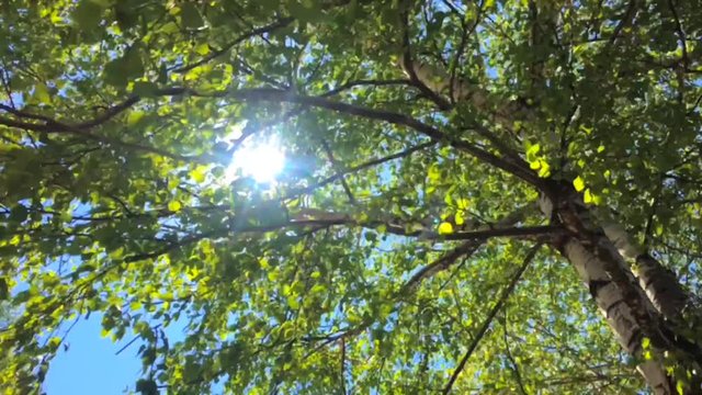 Leaves of birch tree swaying in the wind. Blue sky. Sunny day. Green leaves of birch tree. 