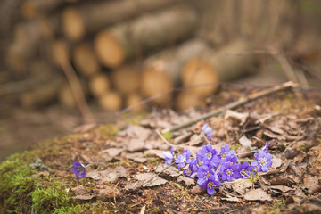 Beautiful snowdrops on old wood background. first spring flowers in a forest. Beginning of spring in a forest. Wild flowers on wooden background. spring concept.