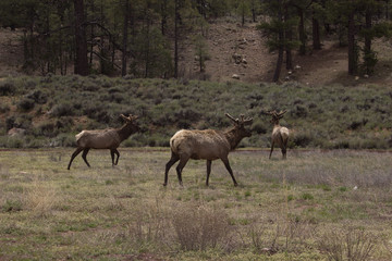 Roaming Elk