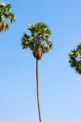 sugar palm tree beautiful with clear blue sky.