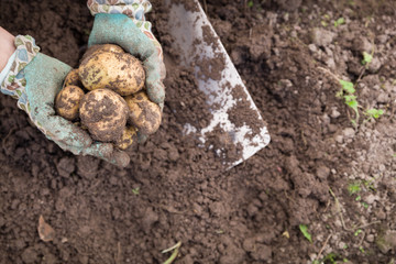 Fototapeta premium Closeup of woman's hands with vegetables. Digging potatoes with shovel on the field from soil. Havest in autumn