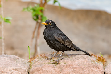 Amselmännchen sitzt auf einem Stein