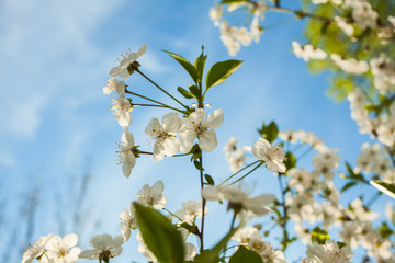 Close up of spring blossom in orchard upon blue sky; selective focus; no people; 