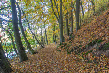 walkway in autumn