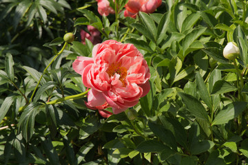 Pink Peony flowers blossoms. Paeony, Paeonia flowering plant garden