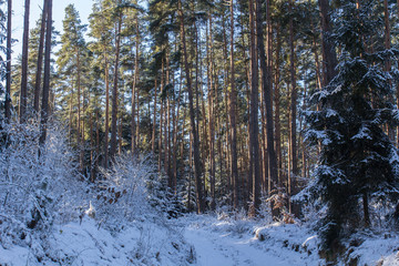 Fototapeta na wymiar Forest in Bavaria