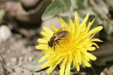 Osmia sp.