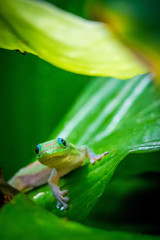 Madagascar Gold-Dusted Green Gecko