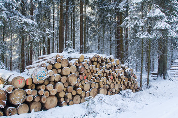 cut and stacked pine timber in forest in winter
