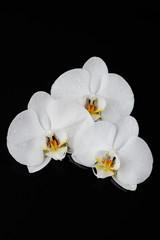 Naklejka na ściany i meble white orchid, phalaenopsis flowers on black
