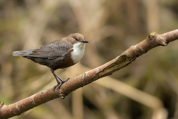 Wasseramsel am Bach
