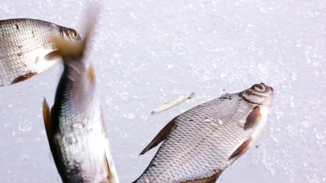 Roach caught by ice fishing