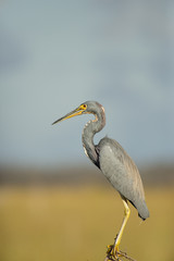 There Could Be A Yawn Coming