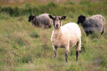 Fototapeta premium Sheep