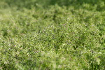 Cereals. A wild green grass with ripening seeds.
