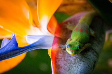 Madagascar Gold-Dusted Green Gecko