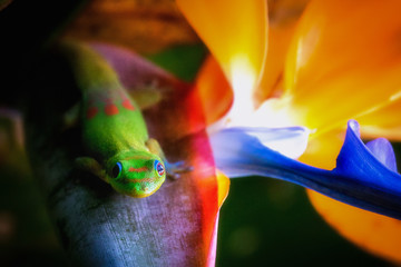 Madagascar Gold-Dusted Green Gecko - obrazy, fototapety, plakaty