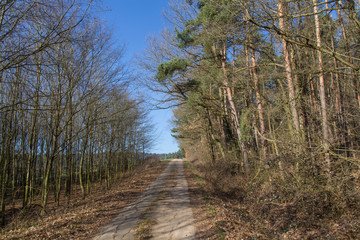 forest in spring