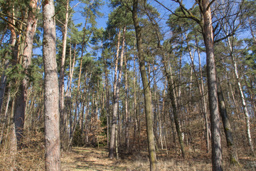 Obraz premium forest in spring