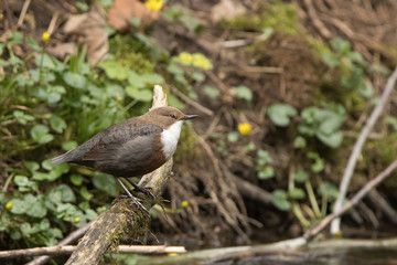 Wasseramsel am Bach

