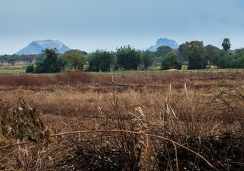 Dry field in Sri Lanka, where the background you can see Mount Sigiriya.