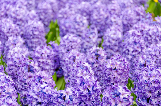 Purple hyacinths in the garden of Keukenhof, Netherlands