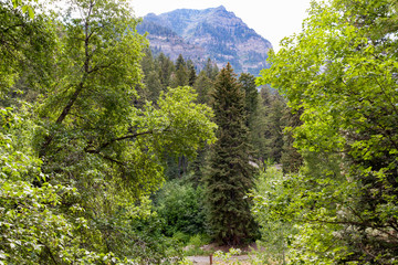 Forest Mountain View