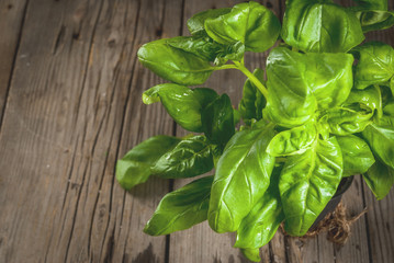 Fresh greenery. Ingredients for cooking. A bunch of basil on a rustic wooden table. Copy space