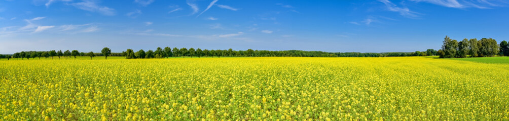 Obraz premium Blühende Rapsfelder, Panorama