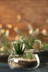 Florarium with succulents on wooden table