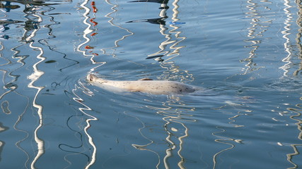 Robbe im False Creek, Vancouver, Kanada