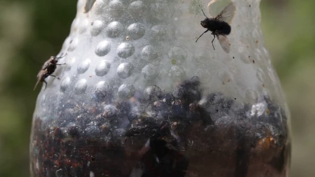 Control de plaga de moscas