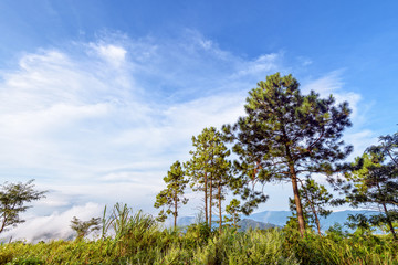 Fototapeta na wymiar Khasiya pine or Pinus kesiya green trees and fog on blue sky background, beautiful natural landscape of mountain range in the winter at Phu Chi Fa Forest Park, Chiang Rai Province, Thailand