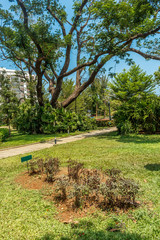 Wide view of green garden with grass, trees, plants, shadows and pathway, Chennai, Tamil nadu, India, Jan 29 2017 