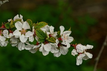 Белые цветы на ветках вишни в весеннем саду